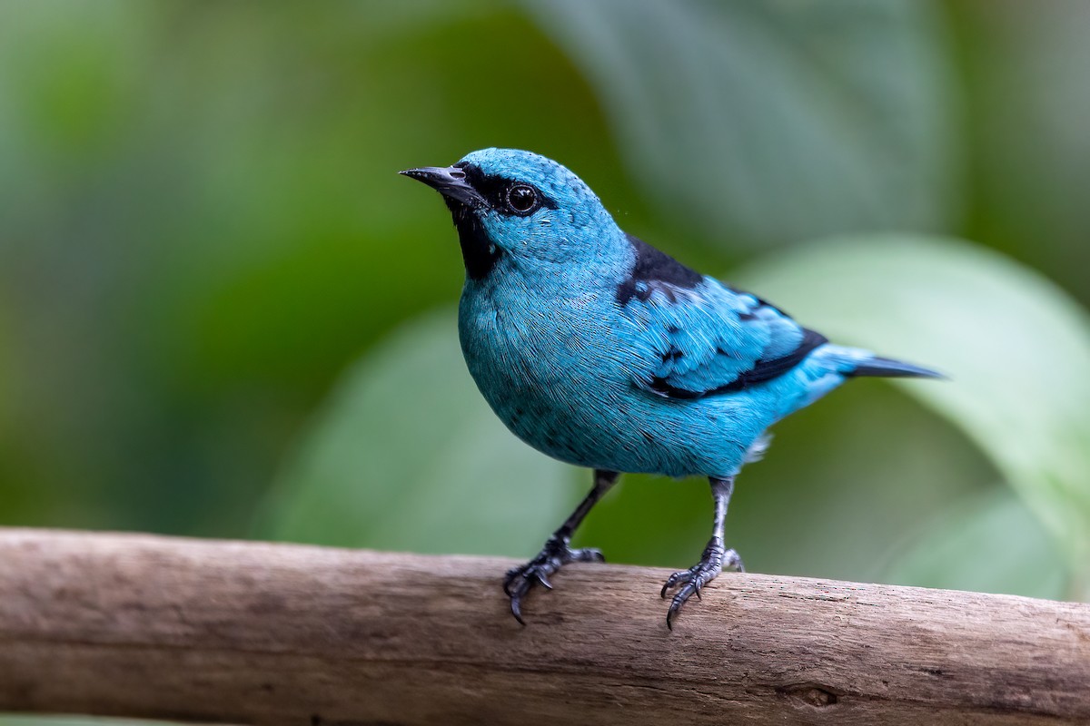 Black-legged Dacnis - Fernando Farias