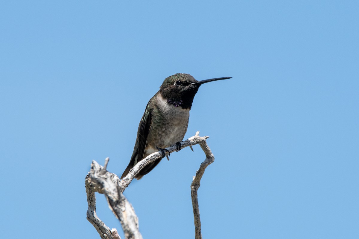 Colibri à gorge noire - ML450134621