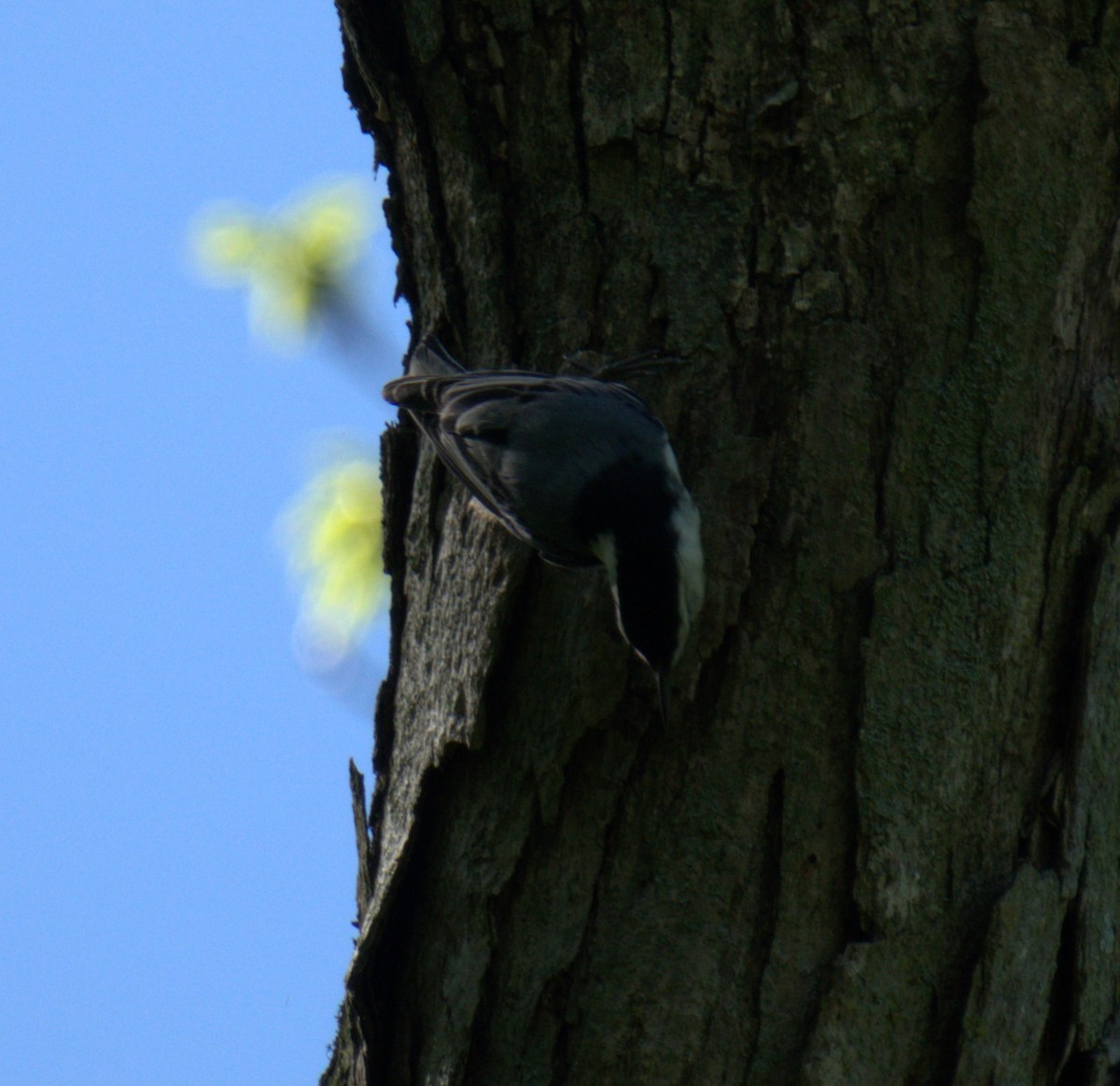 White-breasted Nuthatch - ML450136601