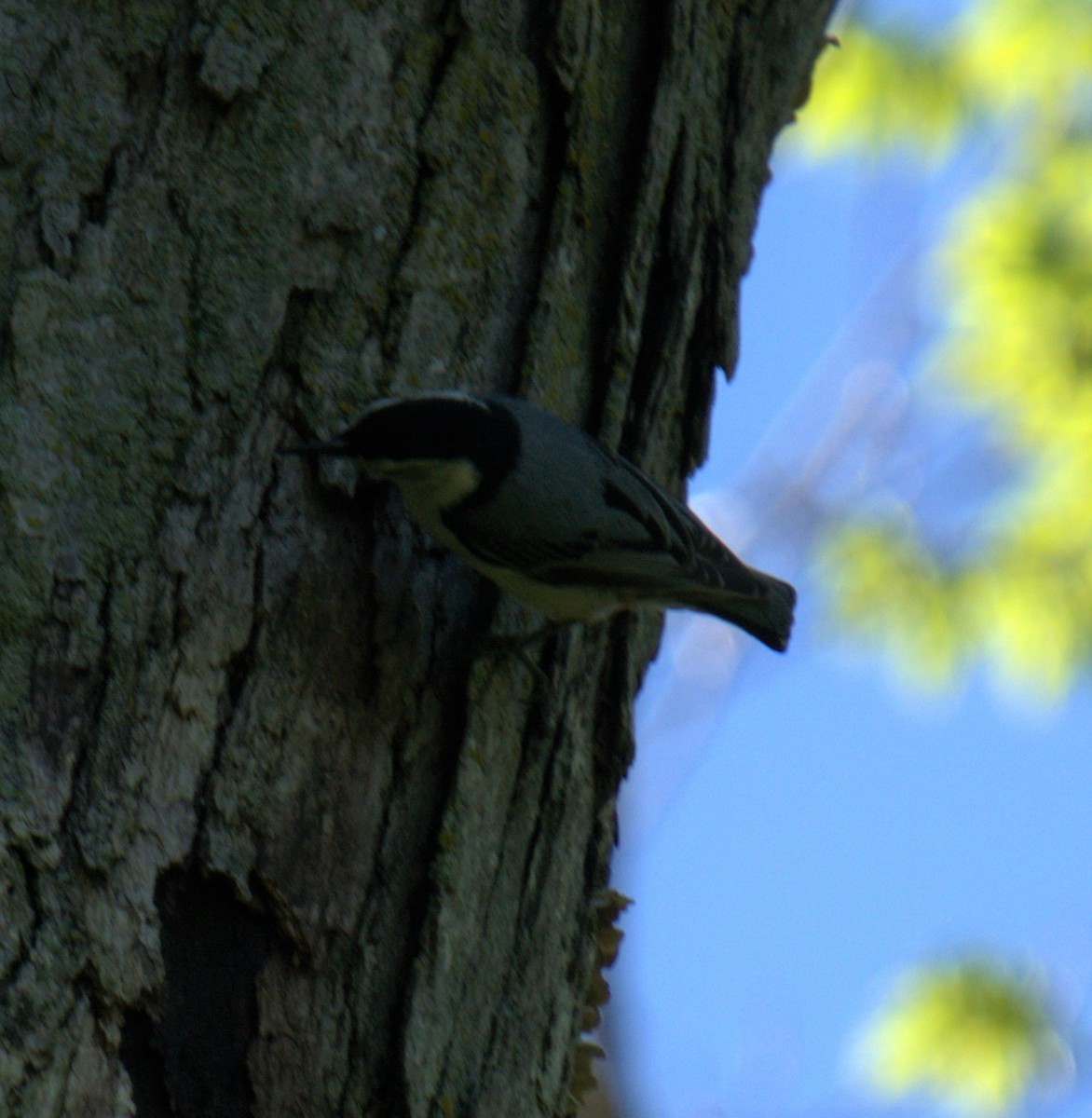 White-breasted Nuthatch - ML450136611
