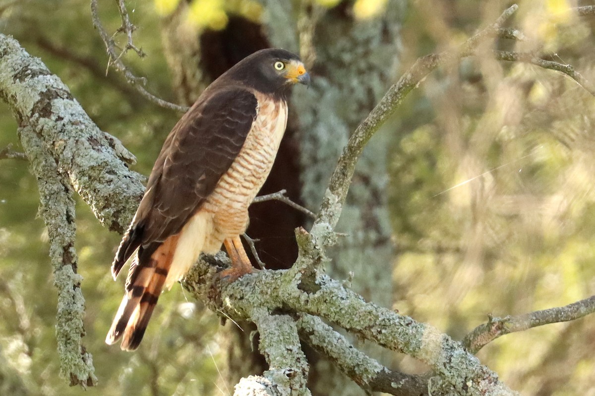 Roadside Hawk - ML450136711