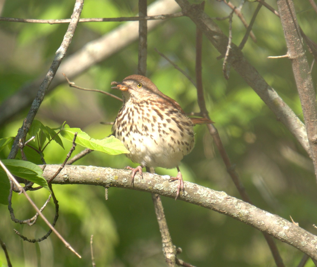 Brown Thrasher - ML450136751