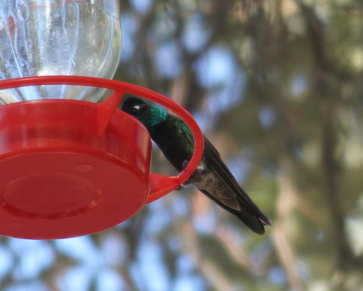kolibřík skvostný - ML450136851