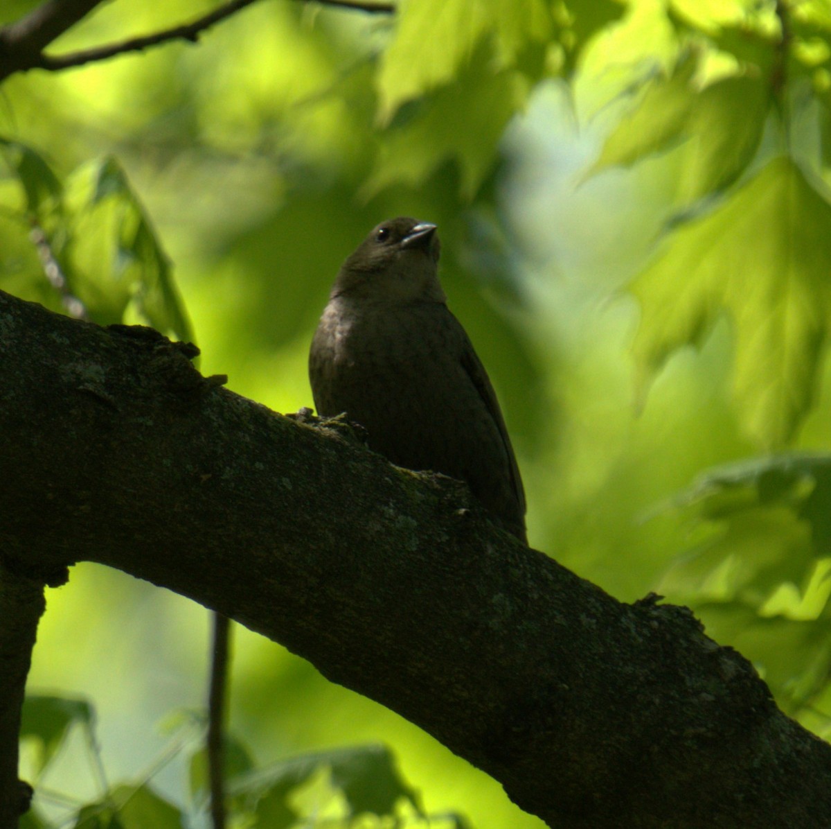 Brown-headed Cowbird - ML450136901