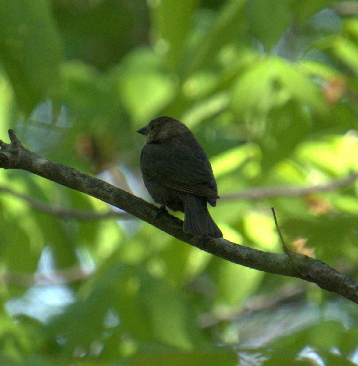 Brown-headed Cowbird - ML450136911