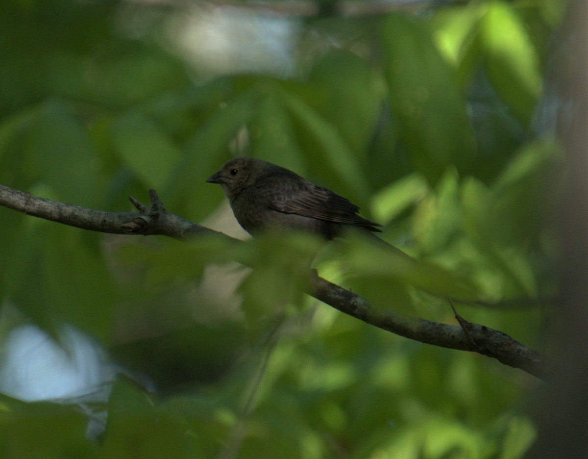Brown-headed Cowbird - ML450136921