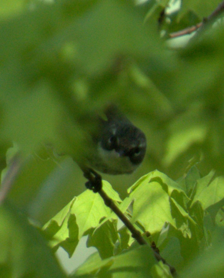 Yellow-rumped Warbler (Myrtle) - ML450137031