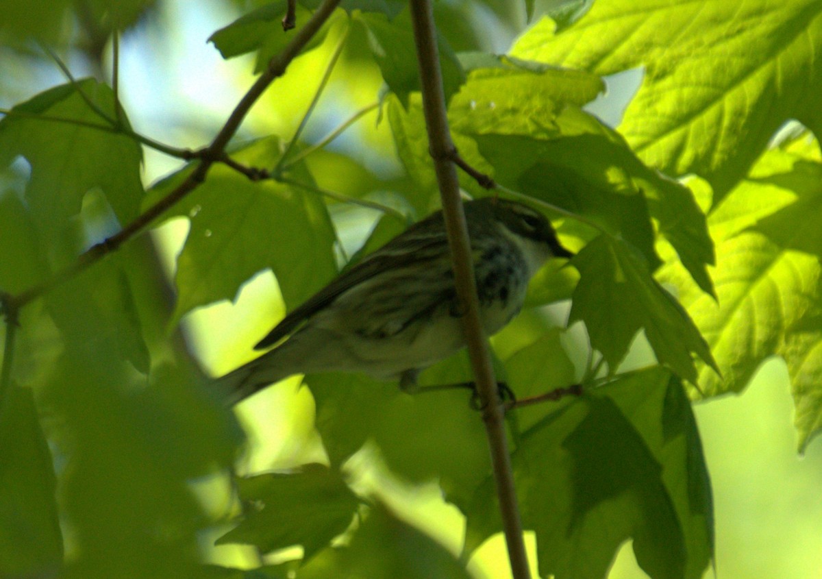 Yellow-rumped Warbler (Myrtle) - ML450137051