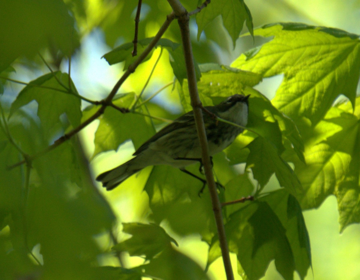 Yellow-rumped Warbler (Myrtle) - ML450137061
