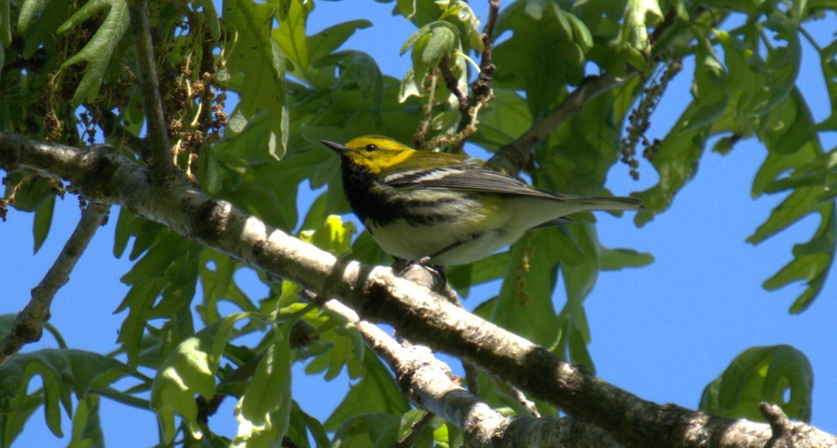 Black-throated Green Warbler - ML450137111