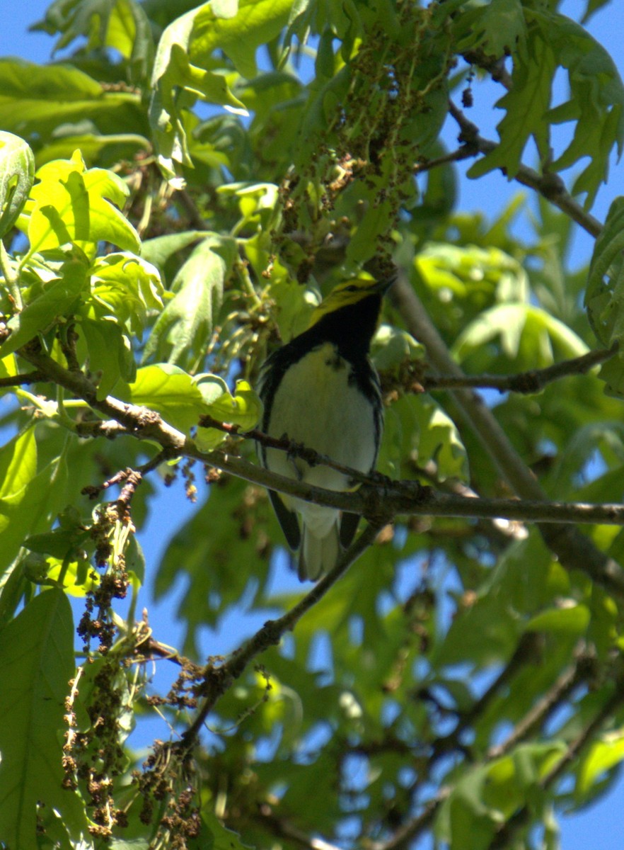 Black-throated Green Warbler - ML450137141