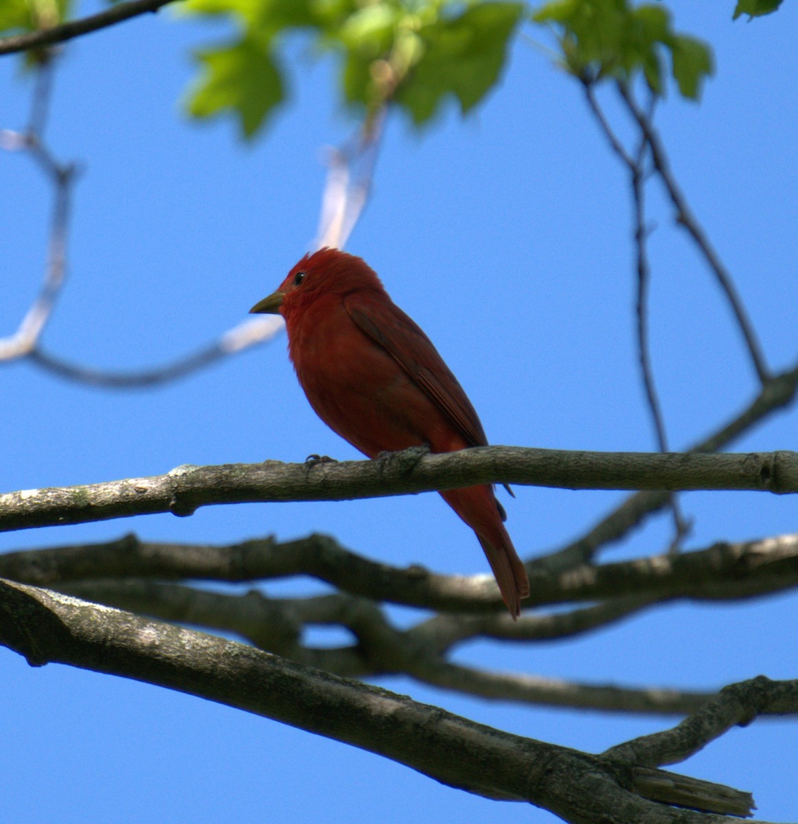 Summer Tanager - ML450137211