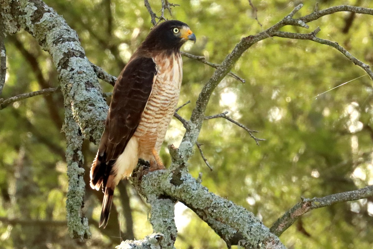 Roadside Hawk - ML450137351