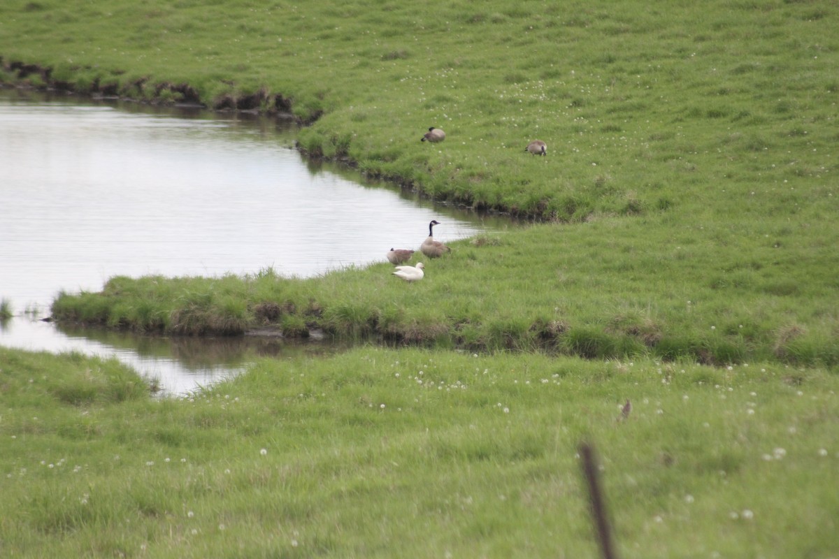 Snow Goose - ML450137551