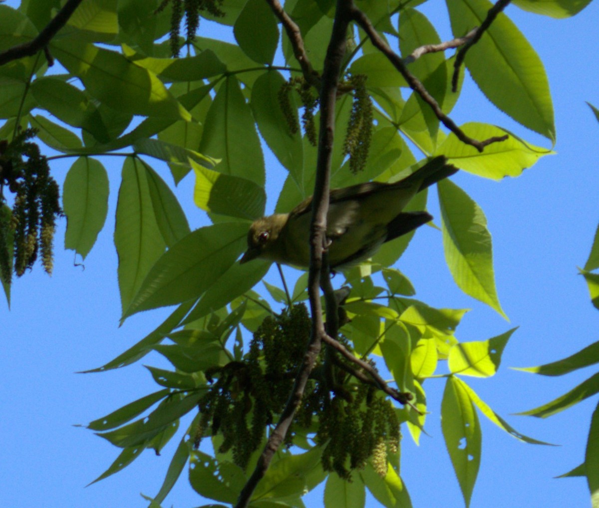 Summer Tanager - ML450137571
