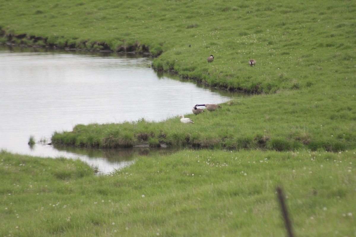 Snow Goose - ML450137631