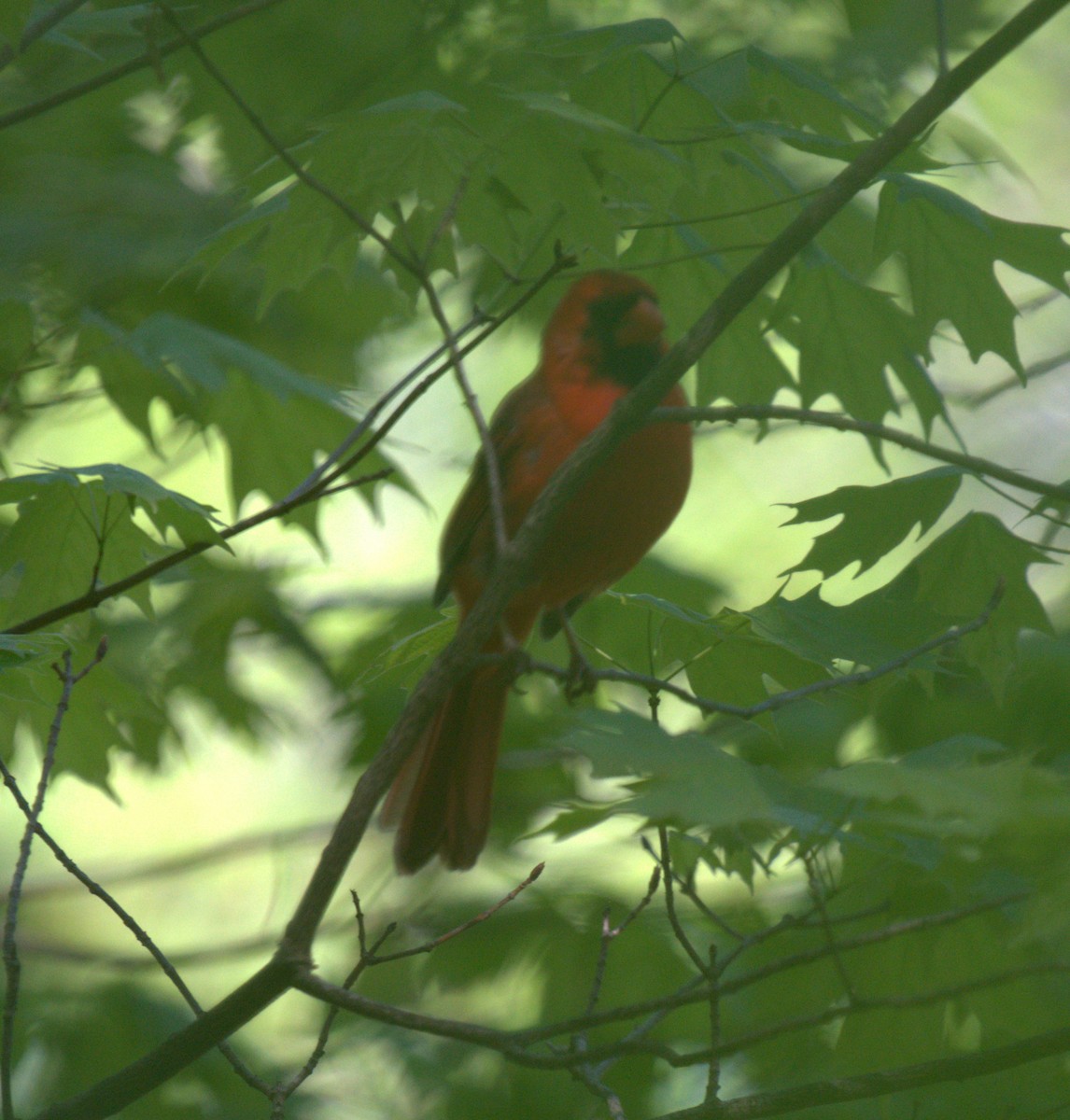 Northern Cardinal - ML450137681