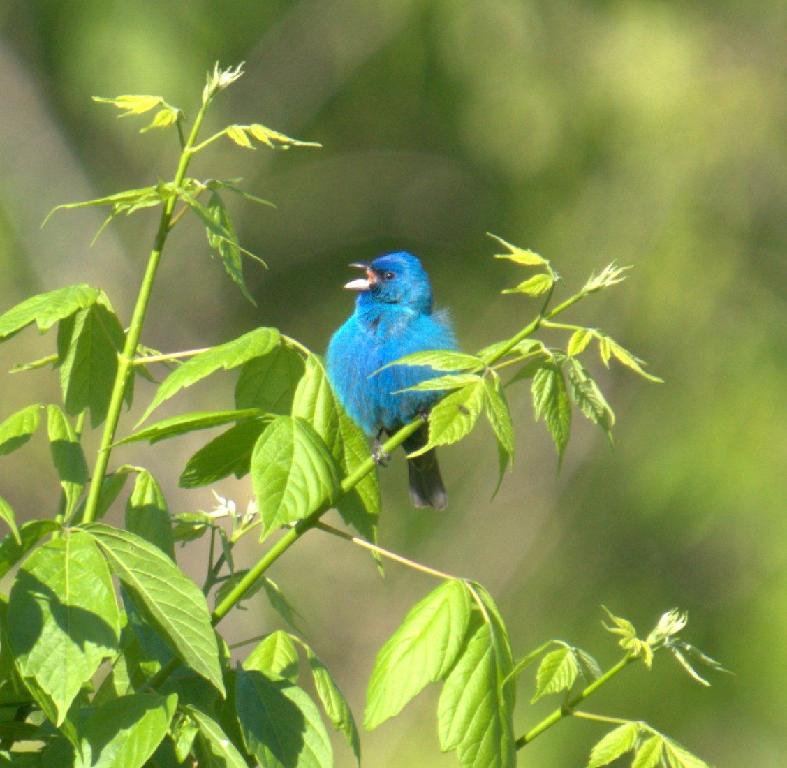 Indigo Bunting - ML450137791