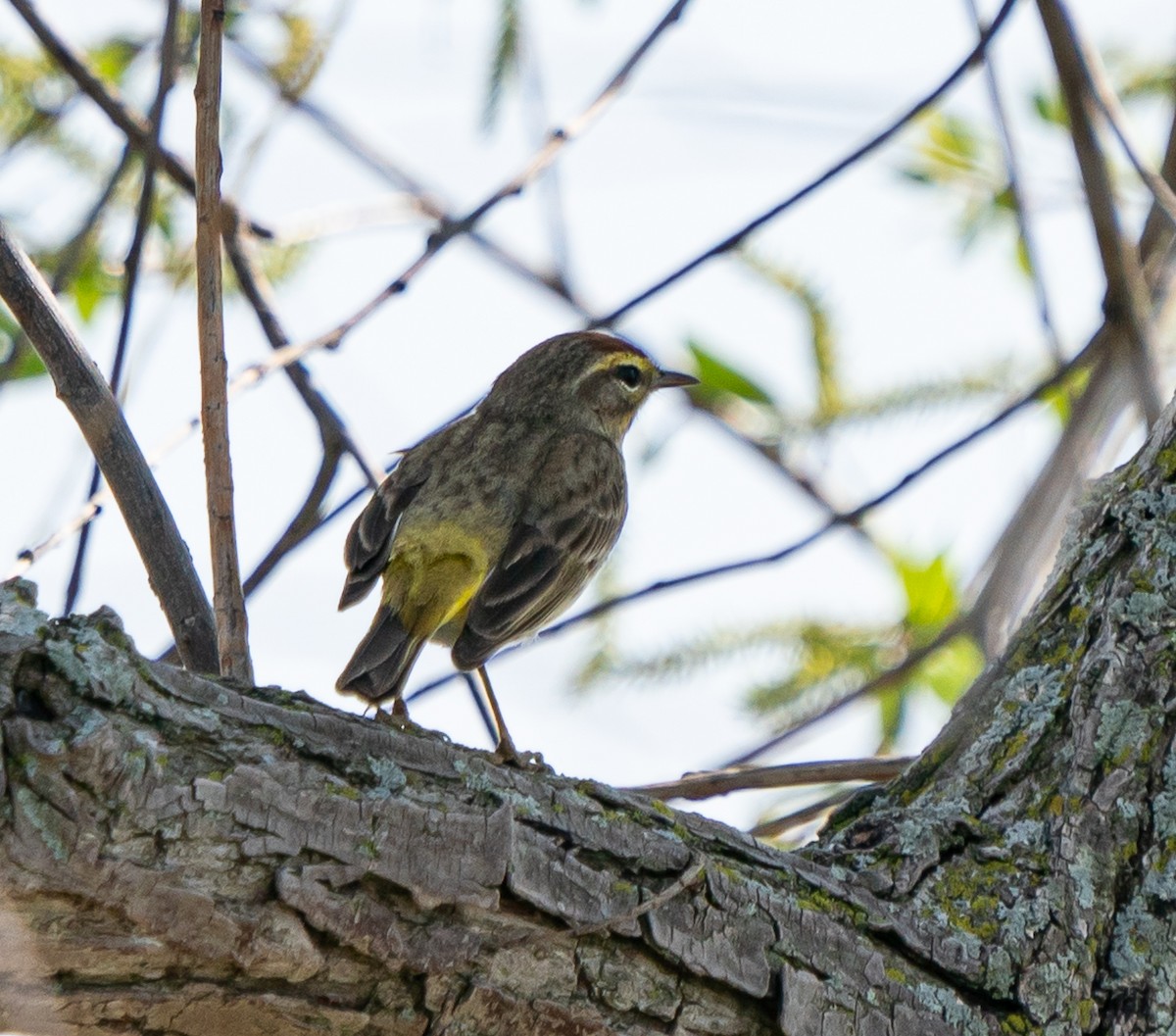 Palm Warbler - ML450137851