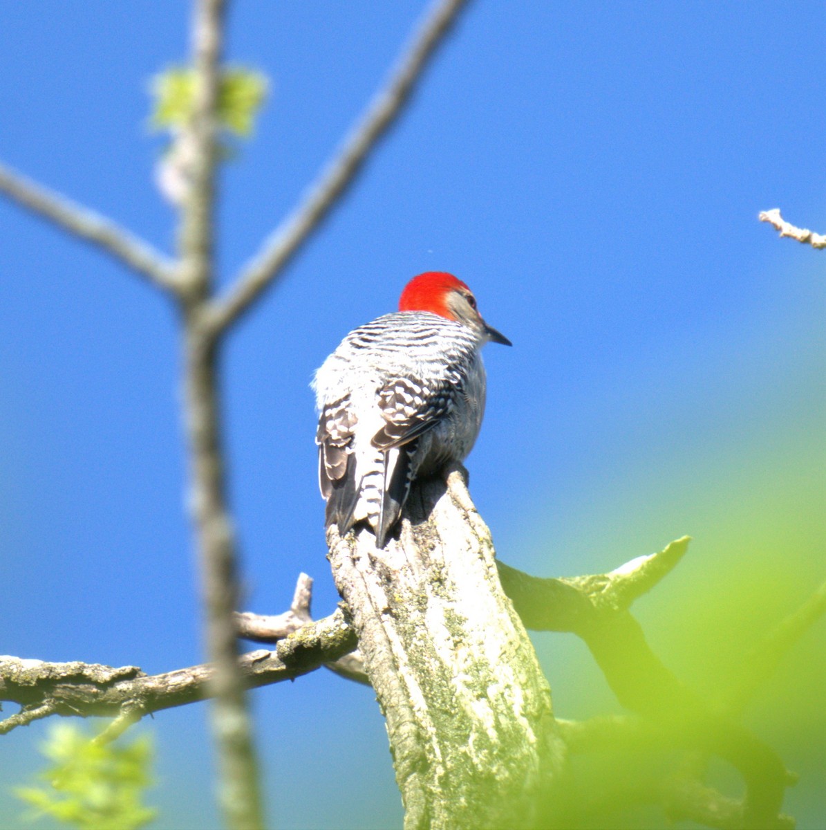 Red-bellied Woodpecker - ML450137971