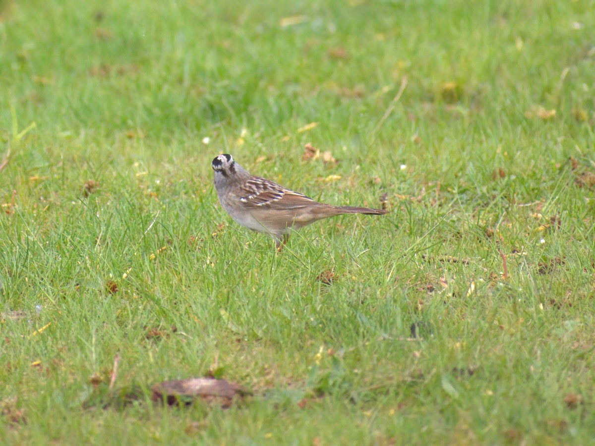 White-crowned Sparrow - ML450138721