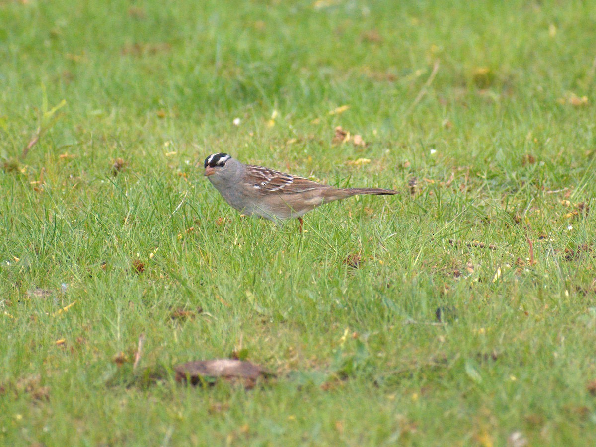 White-crowned Sparrow - ML450138741