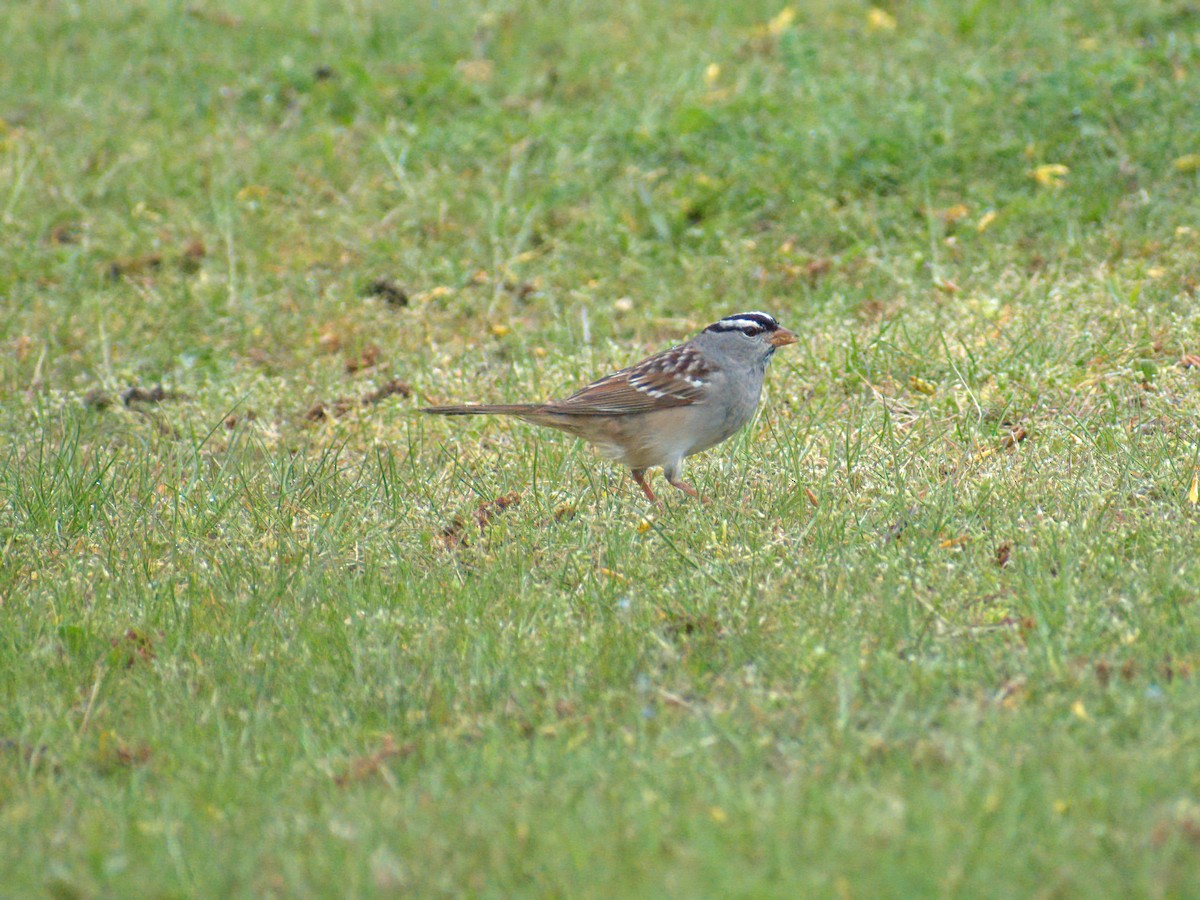 White-crowned Sparrow - ML450139001
