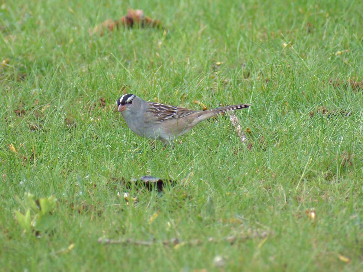 White-crowned Sparrow - ML450139011