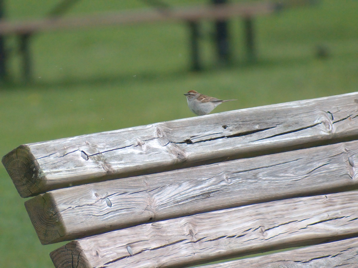 Chipping Sparrow - ML450139161