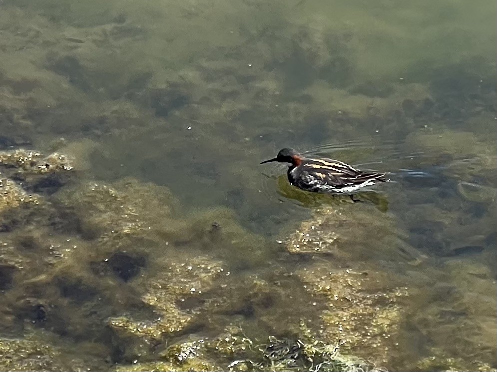 Red-necked Phalarope - ML450139851