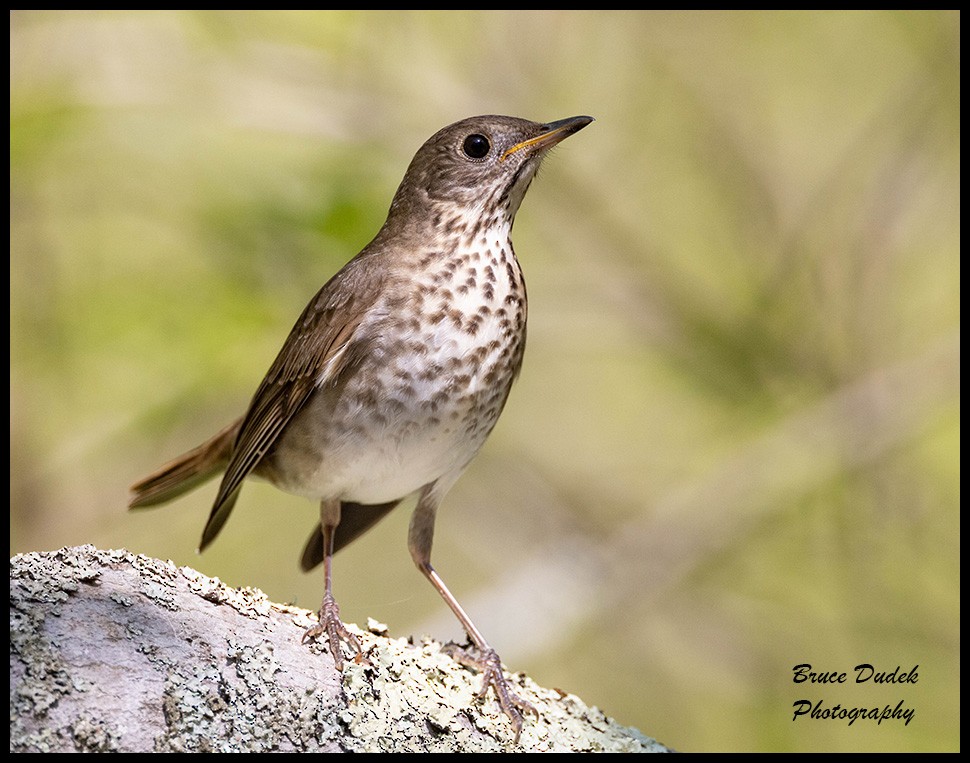 Gray-cheeked/Bicknell's Thrush - ML450140171