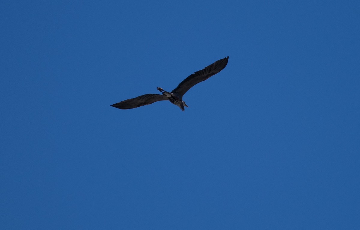 Great Blue Heron - ML450143691