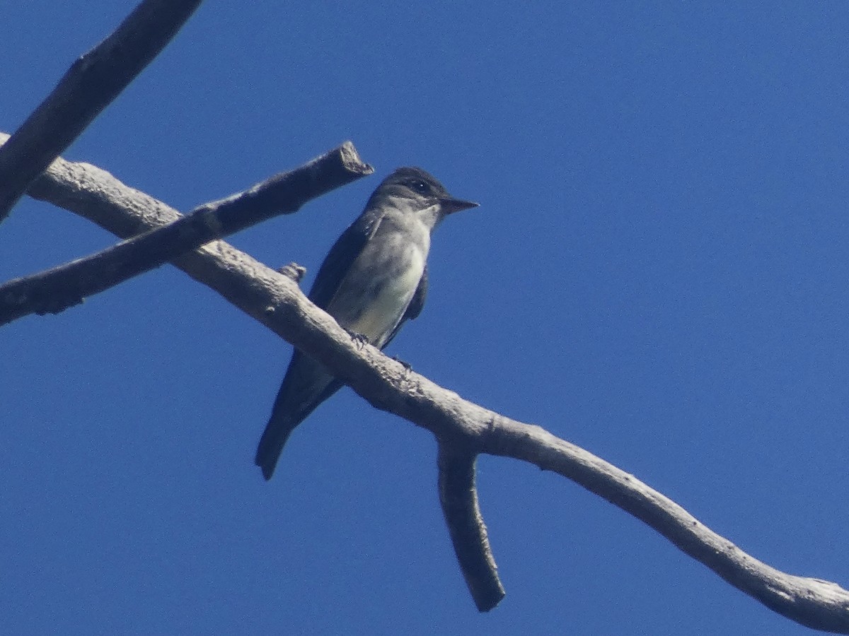 Olive-sided Flycatcher - ML450146621