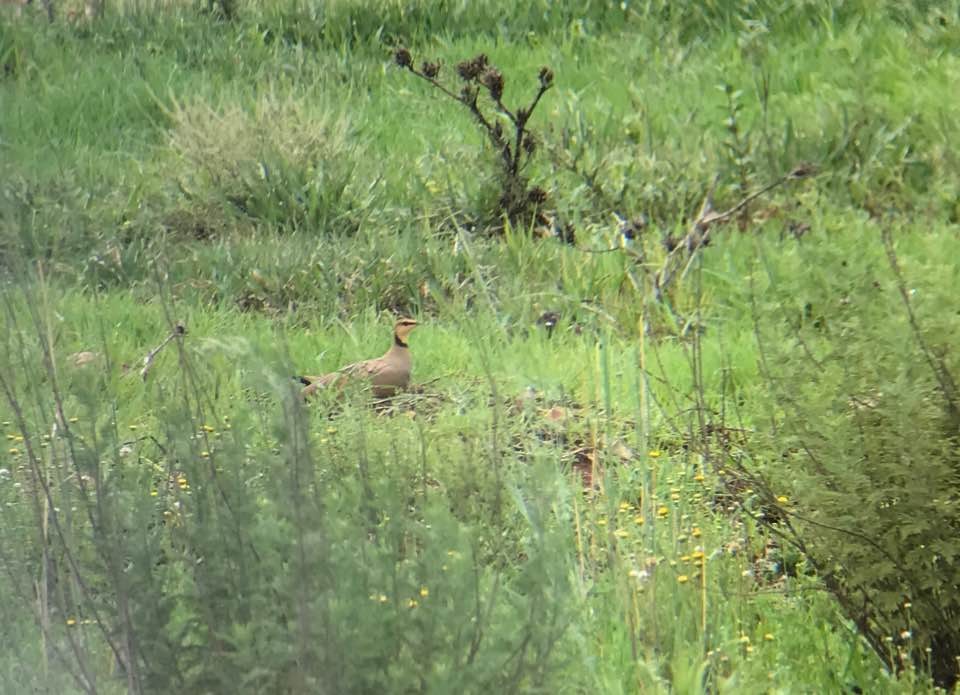 Yellow-throated Sandgrouse - ML45015051