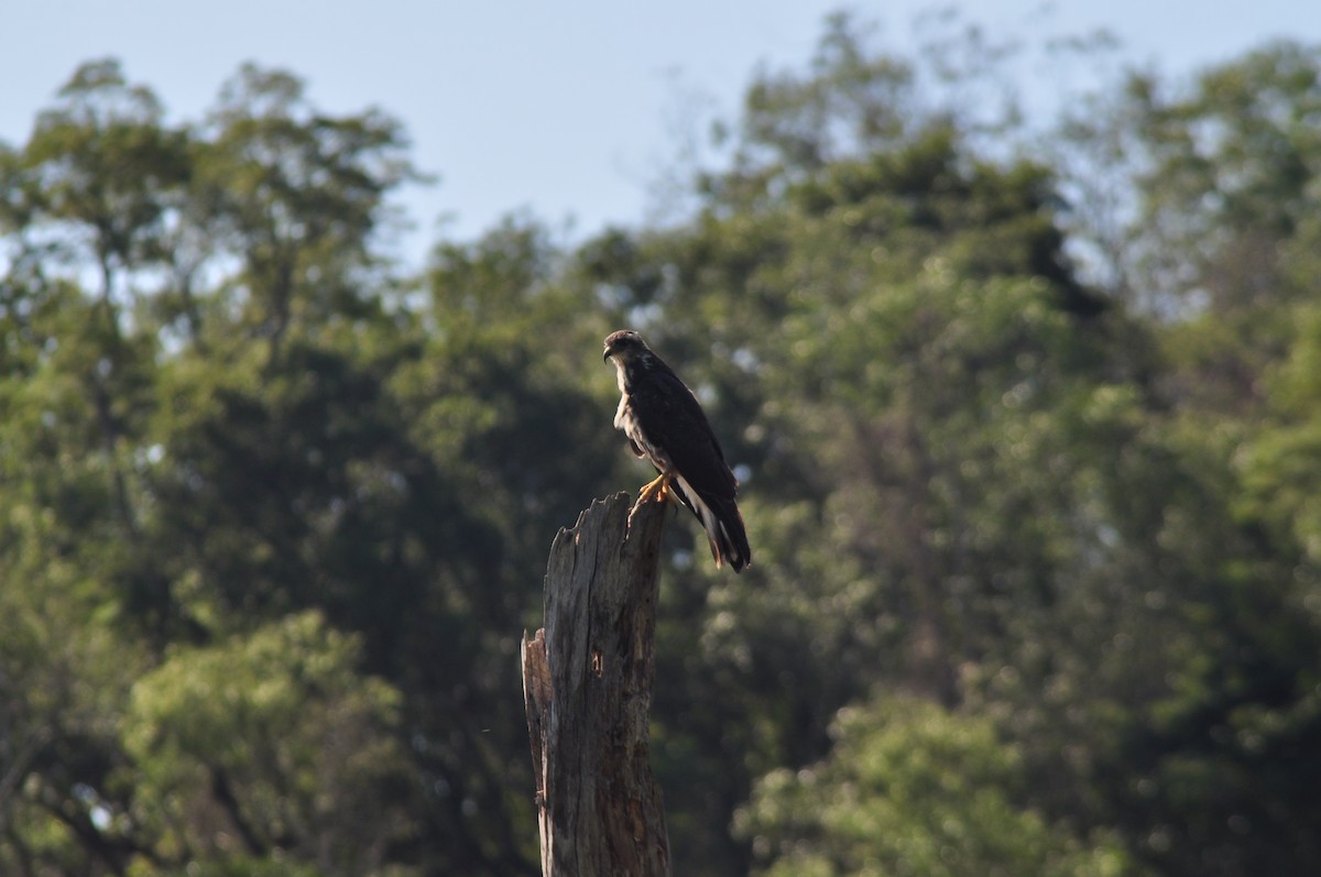 Snail Kite - ML450150681