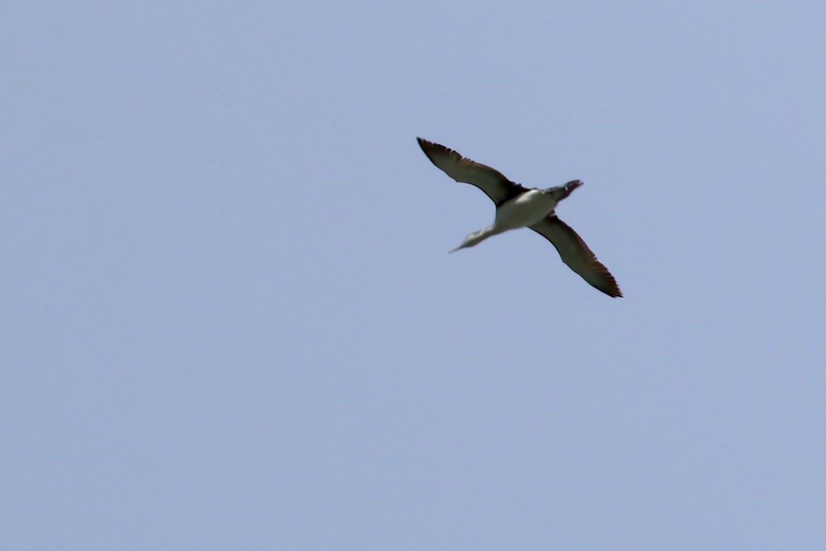 Red-throated Loon - ML450151121