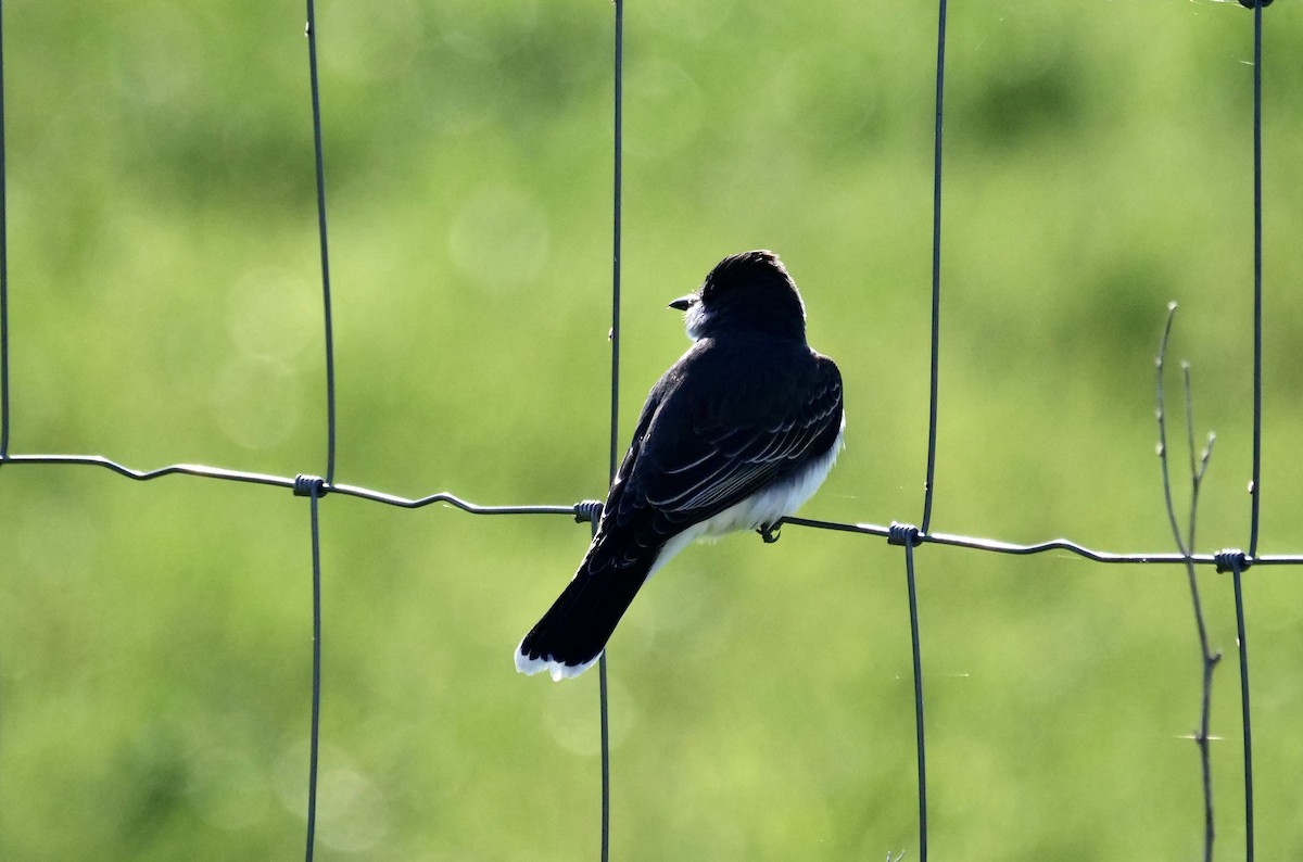 Eastern Kingbird - ML450151711