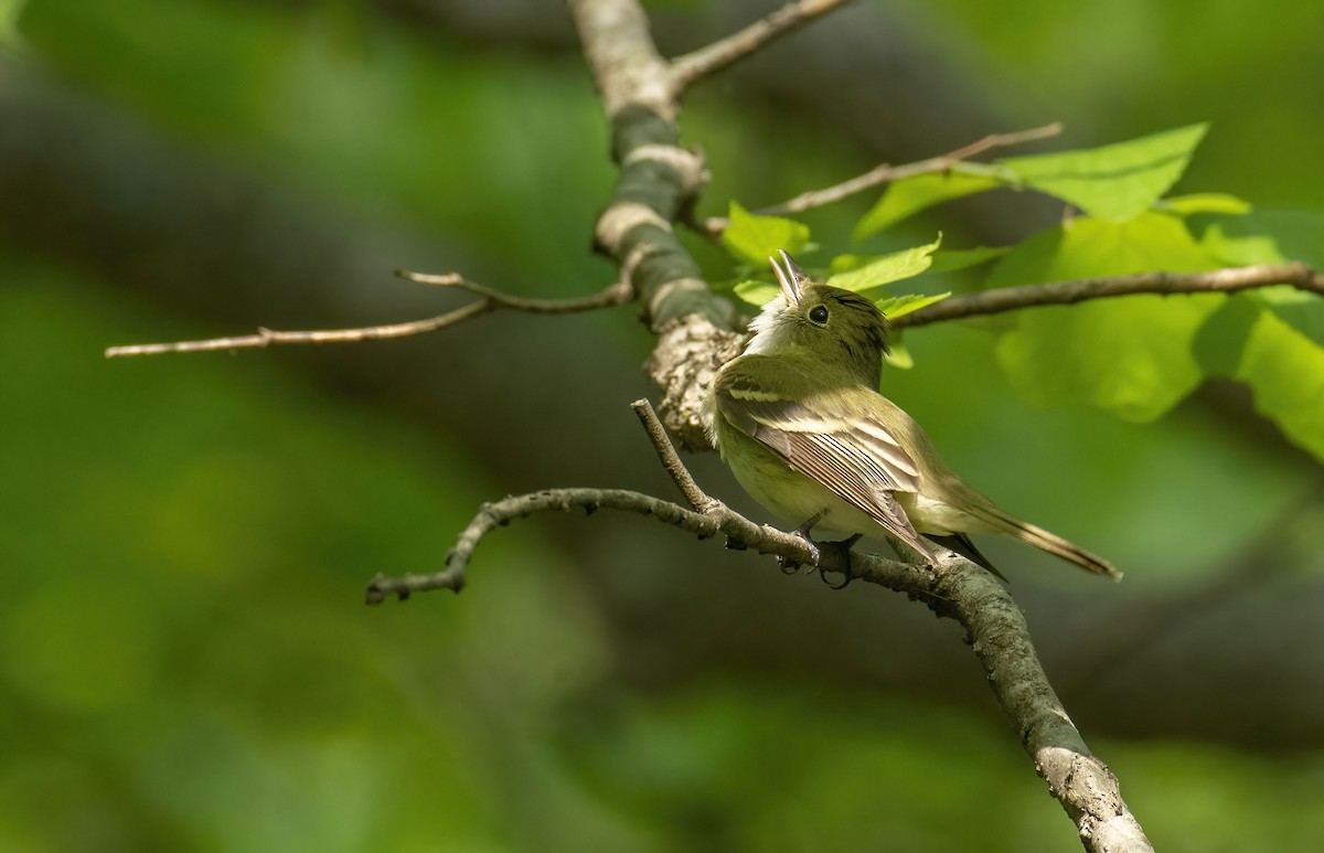 Acadian Flycatcher - ML450151901