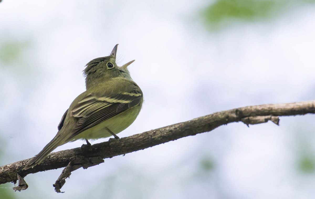 Acadian Flycatcher - ML450151921