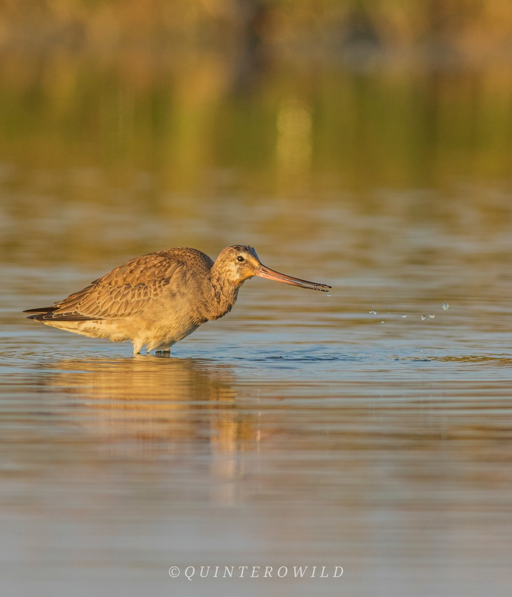 Hudsonian Godwit - ML450152431