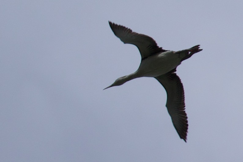 Red-throated Loon - ML450152791