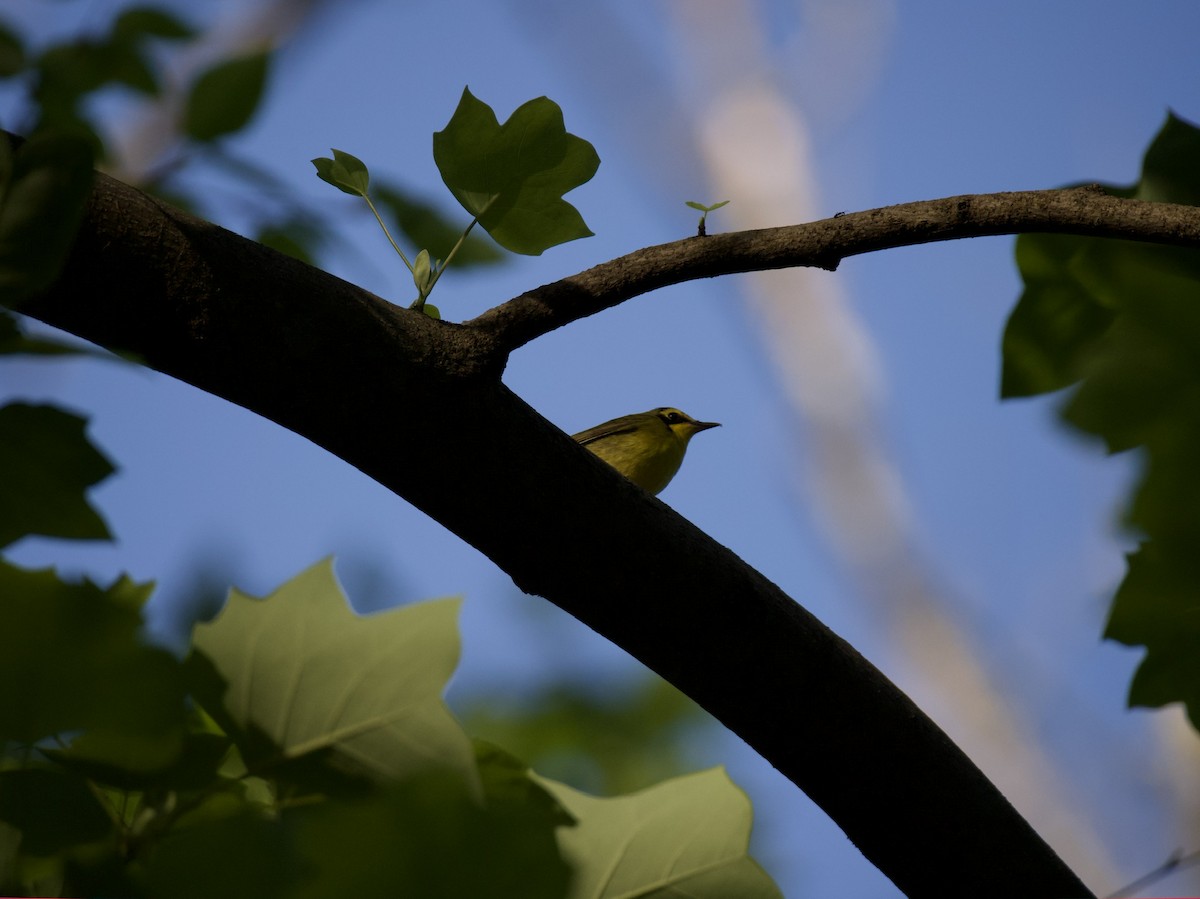 Kentucky Warbler - ML450153371