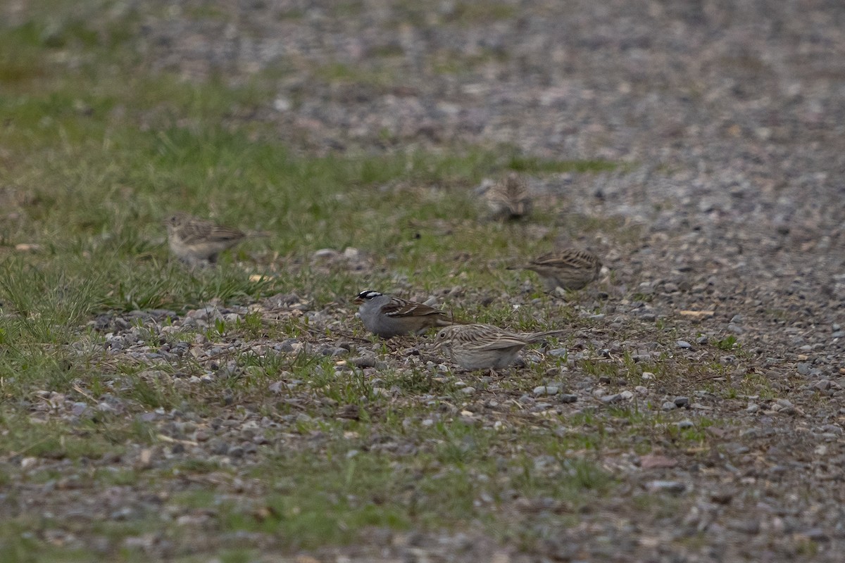 White-crowned Sparrow (oriantha) - ML450153501