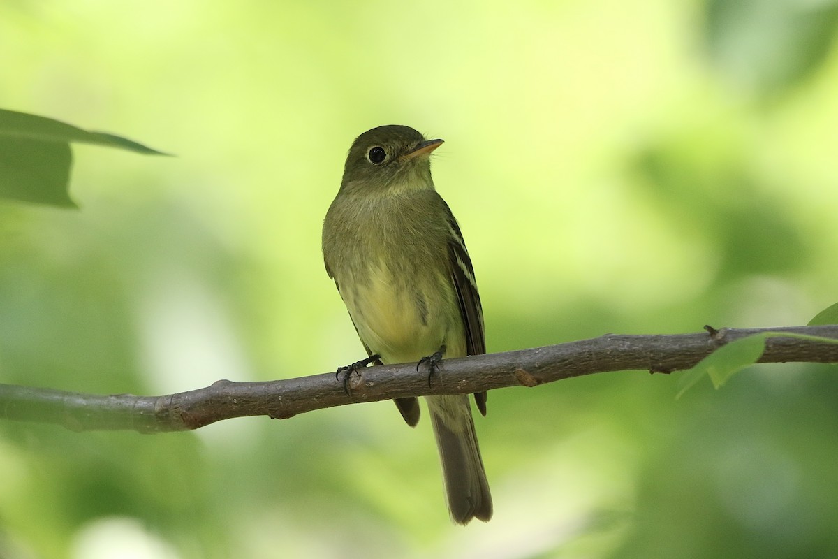 Yellow-bellied Flycatcher - E R