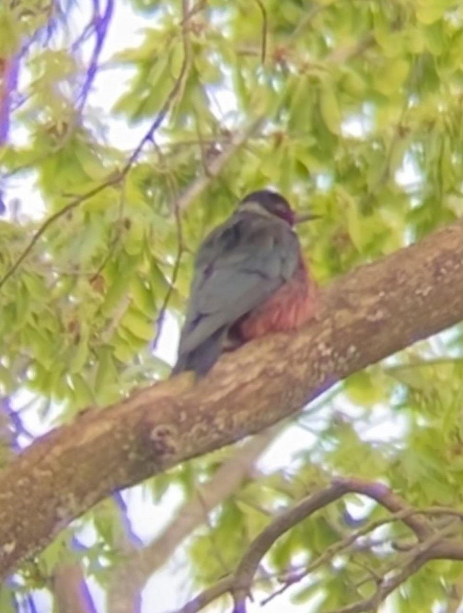 Lewis's Woodpecker - ML450154291