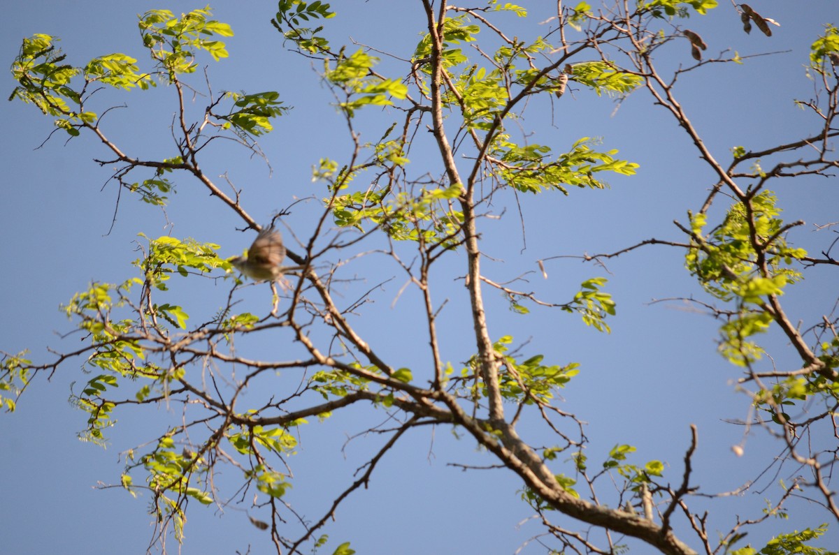 Chipping Sparrow - ML450155621