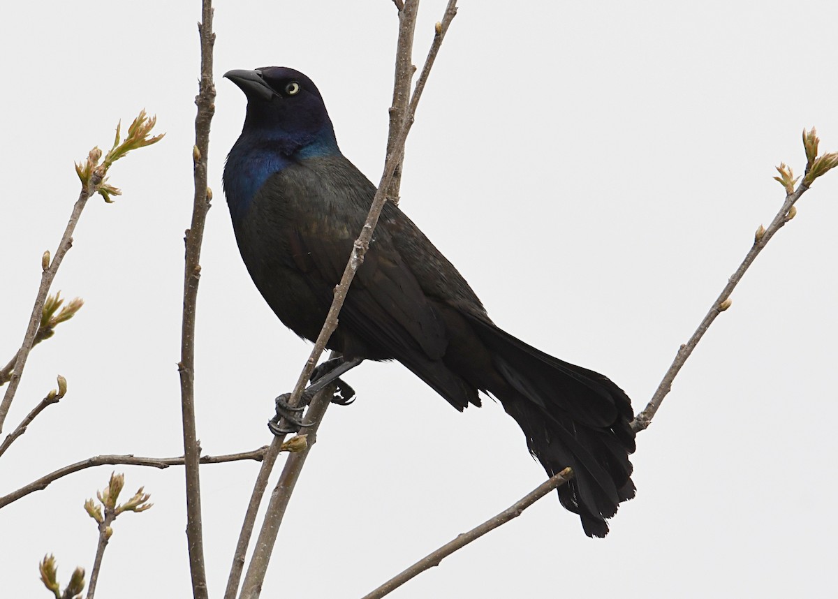 Common Grackle - ML450156061