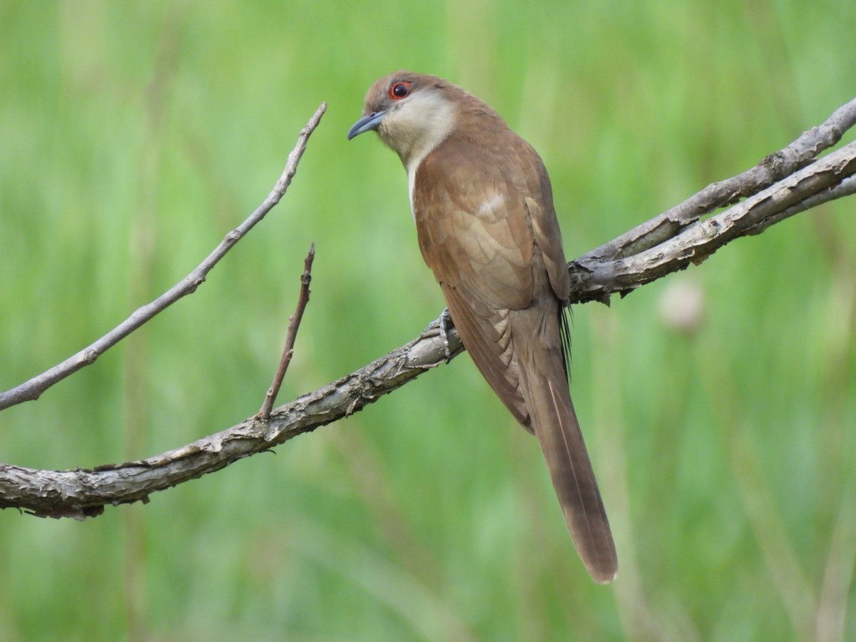 Black-billed Cuckoo - ML450156361