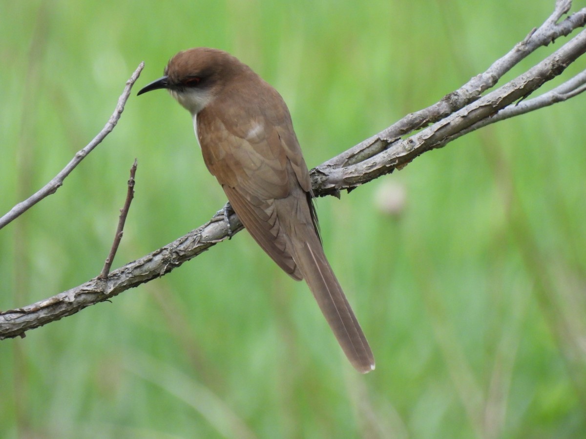 Black-billed Cuckoo - ML450156371