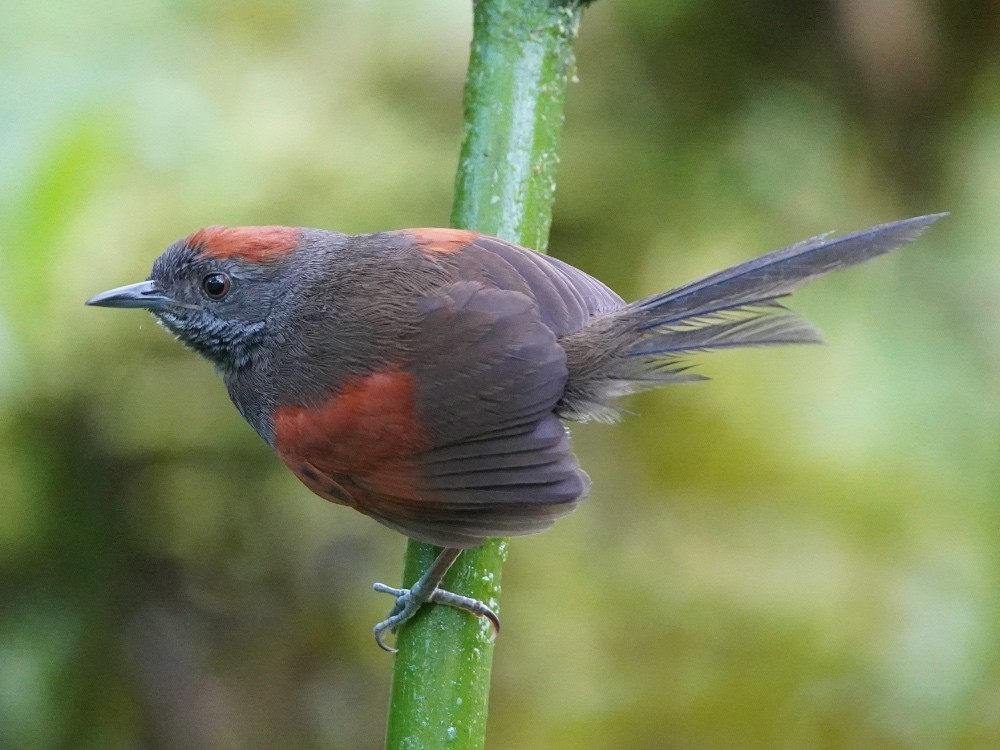 Slaty Spinetail - Carlos Ulate
